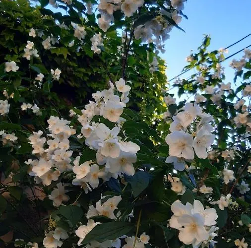 Les Hauts De Scy Appartement *